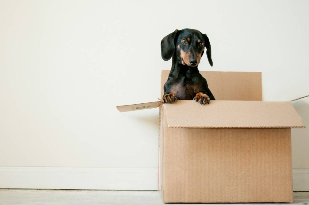 open moving box with puppy